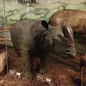 Javan Rhinoceros