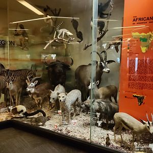 Mammal taxidermy displays