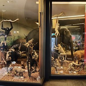 Mammal taxidermy displays