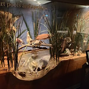 South Australian biodiversity displays