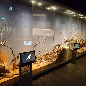 South Australian biodiversity displays