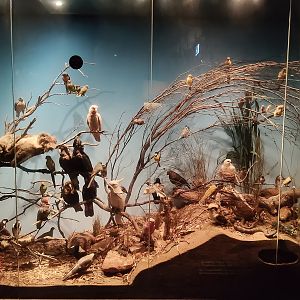 South Australian biodiversity displays
