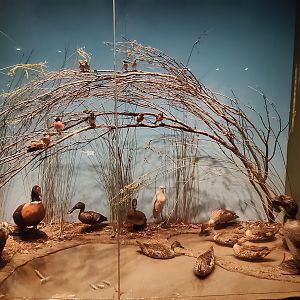 South Australian biodiversity displays