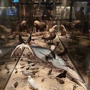 South Australian biodiversity displays