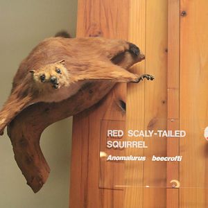 Red Scalytail Squirrel (Anomalurus beecrofti)