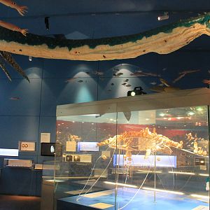 opalised plesiosaur skeleton and model
