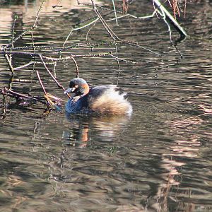 Australian Little Grebe (Tachybaptus novaehollandiae)