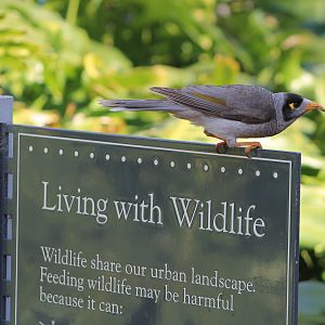 Noisy Miner (Manorina melanocephala)
