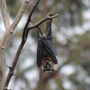 Grey-headed Flying Fox (Pteropus poliocephalus)
