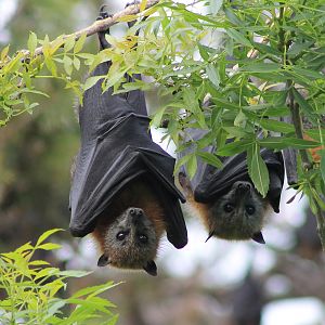 Grey-headed Flying Foxes (Pteropus poliocephalus)