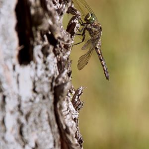 Black-tailed skimmer (Orthetrum cancellatum)