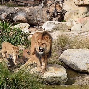Lion and Cubs