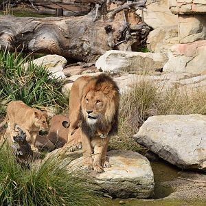 Lion and Cubs