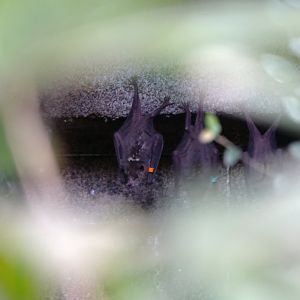 Lesser long-nosed bat