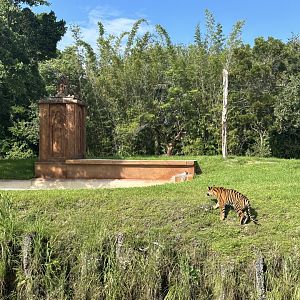 Sep. 2025 - Sumatran Tiger Enclosure