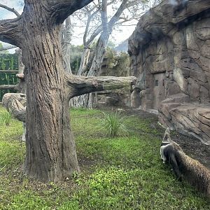 Sep. 2025 - Ambassador Animal Yard (Anteater)