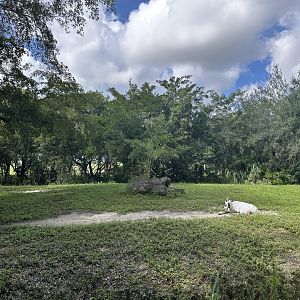 Sep. 2025 - Arabian Oryx Enclosure
