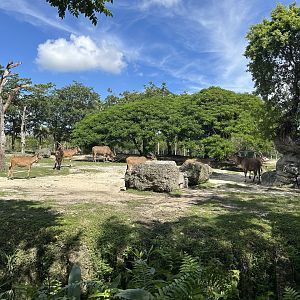 Sep. 2025 - Giant Eland Enclosure