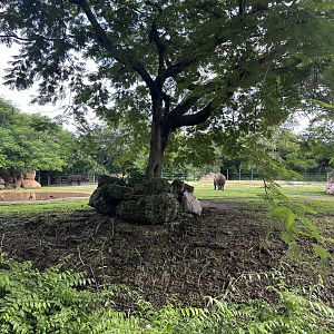 Sep. 2025 - Black Rhino Enclosure