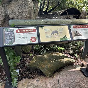 Sep. 2025 - Amazon & Beyond - Babirusa Signage (temporary)