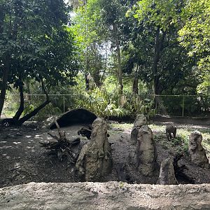 Sep. 2025 - Amazon & Beyond - Babirusa Enclosure (temporary)