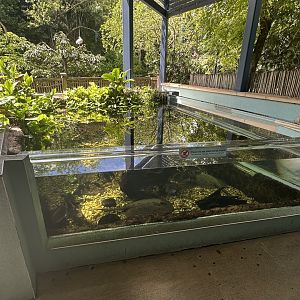 Sep. 2025 - Amazon & Beyond - Outdoor Stingray Pool
