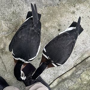 Sep. 2025 - Wings of Asia - Curious Geese