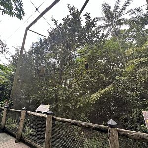 Sep. 2025 - Wings of Asia - Great Hornbill Aviary