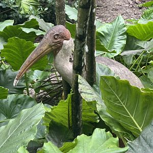 Sep. 2025 - Wings of Asia - Painted Stork Statue