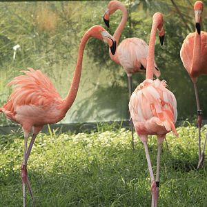 American Flamingos (Phoenicopterus ruber)