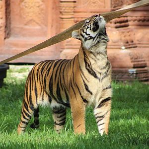 Lani the Sumatran Tiger (P. t. sondaica / “sumatrae”)