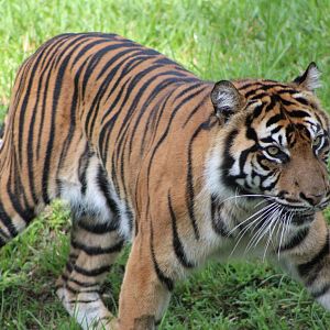 Leeloo the Sumatran Tiger (P. t. sondaica / “sumatrae”)