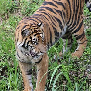 Lani the Sumatran Tiger (P. t. sondaica / “sumatrae”)