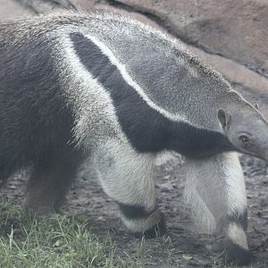 Giant Anteater (Myrmecophaga tridactyla)