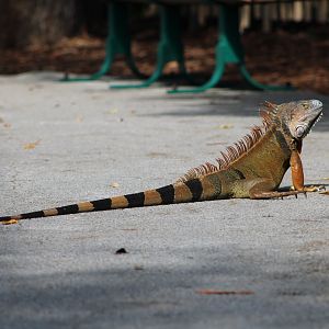 {Wild} Green Iguana (Iguana iguana)