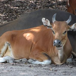 Javan Banteng (Bos javanicus javanicus)