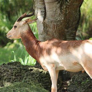 Addra Gazelle (Nanger dama ruficollis)