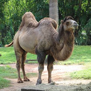 Bactrian Camel (Camelus bactrianus)