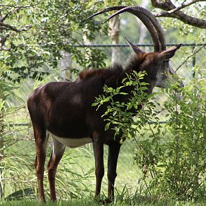 Black Sable Antelope (H. n. niger)