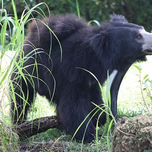 Sloth Bear (Melursus ursinus)