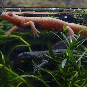 Anatolian crested newt (Triturus anatolicus)