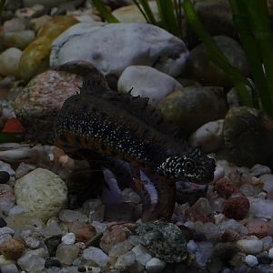 Danube crested newt (Triturus dobrogicus)