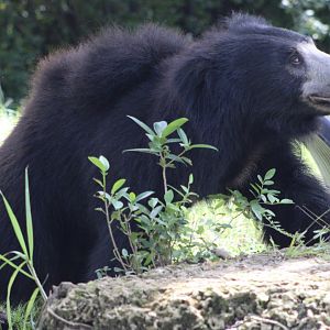 Sloth Bear (Melursus ursinus)
