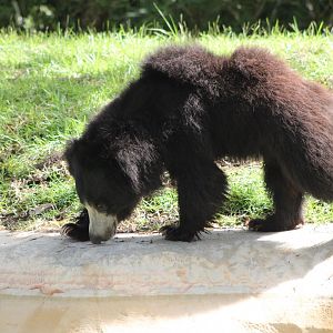 Sloth Bear (Melursus ursinus)