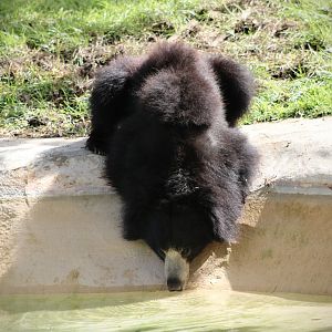 Thirsty Sloth Bear (Melursus ursinus)