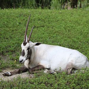 Arabian Oryx (Oryx leucoryx)