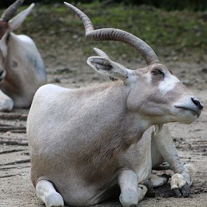 Addax (Addax nasomaculatus)