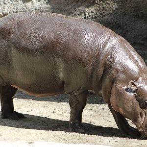 Pygmy Hippopotamus (Choeropsis liberiensis)