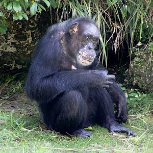 Chimpanzee (Pan troglodytes)