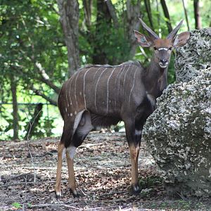 Lowland Nyala (Tragelaphus angasii)